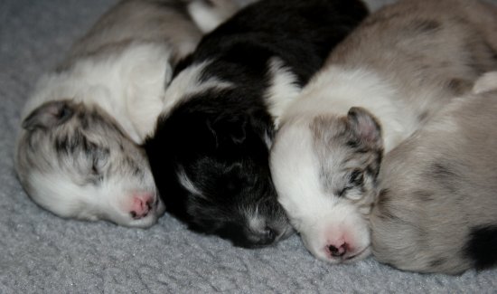 Geraldo x Ellie puppies