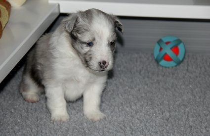 Dot at 26 days of age