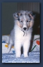 Scooter as a Puppy